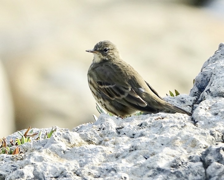 rock pipit